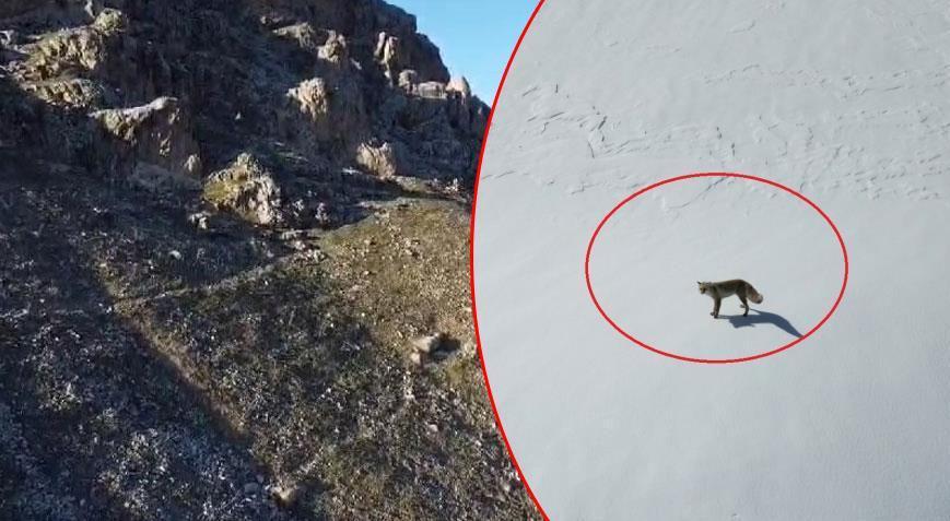 İki ilde nefes kesen görüntü! Drone görünce saldırdı