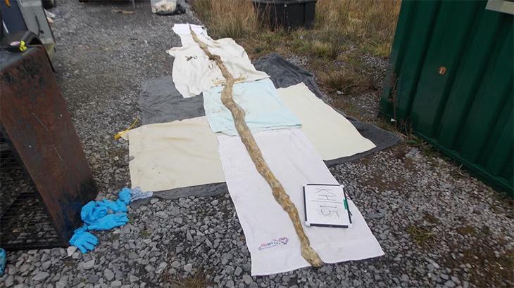 Korkunç keşif: Zürafa uzunluğundaki yılan karayolundan çıktı!