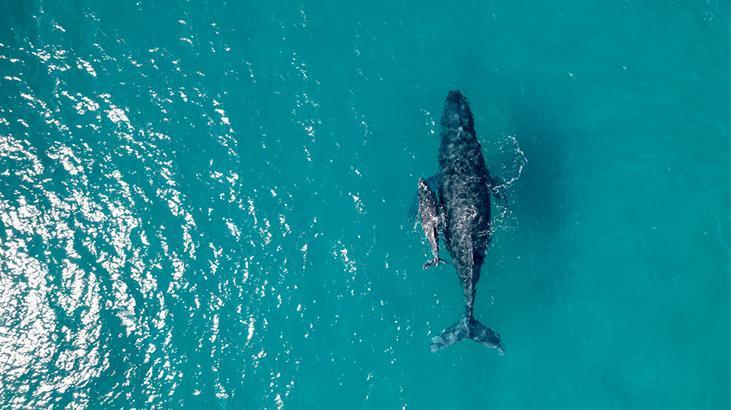 Balinalarda menopozun ömrü uzattığı tespit edildi