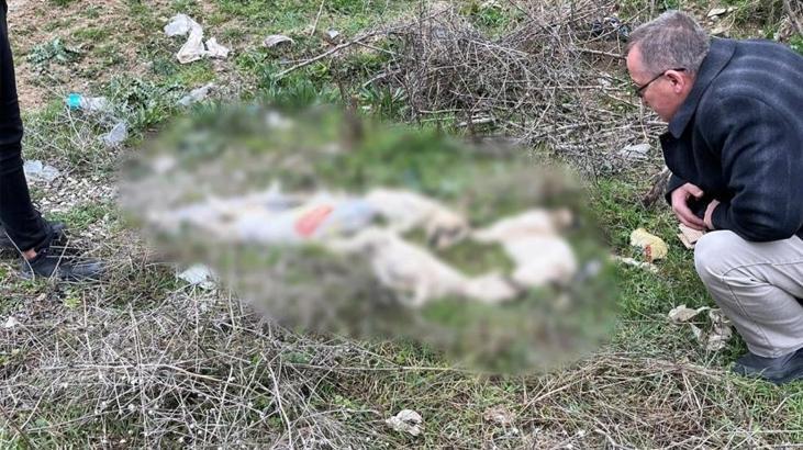 Bilecik’te yol kenarında korkunç manzara! Ölü köpekler böyle görüldü