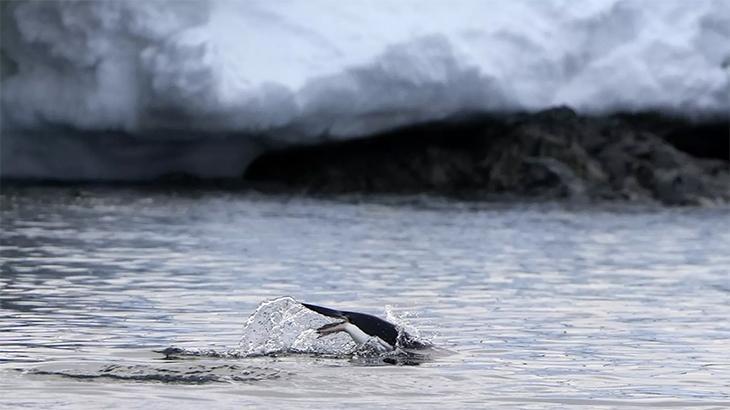 Antarktika’da kuş gribi alarmı: Penguen vakaları artıyor