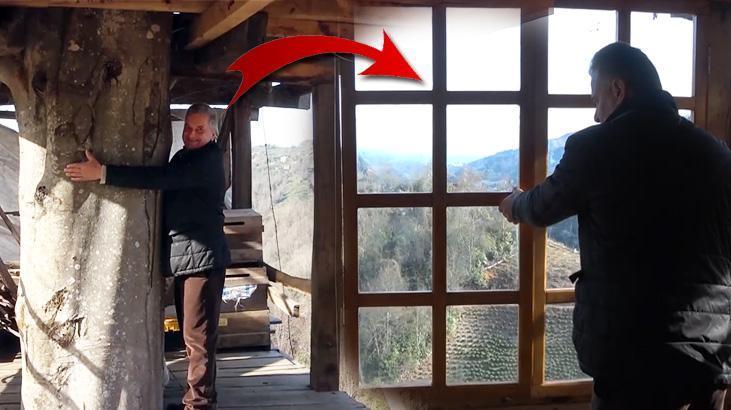 150 yıllık ağacın gövdesine 2+1 ev yaptı! İnşaat mühendisleri şaşkına döndü: Bu imkansız