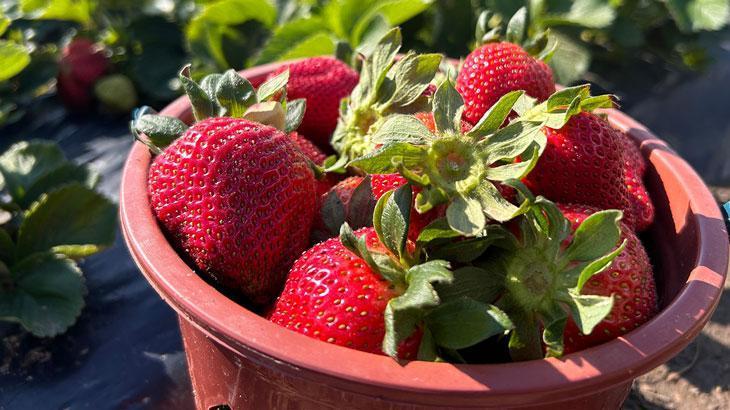 Çilek, tarlada 100 TL’den alıcı buluyor