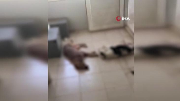 İzmir’de feci olay! Onlarca köpek katledildi