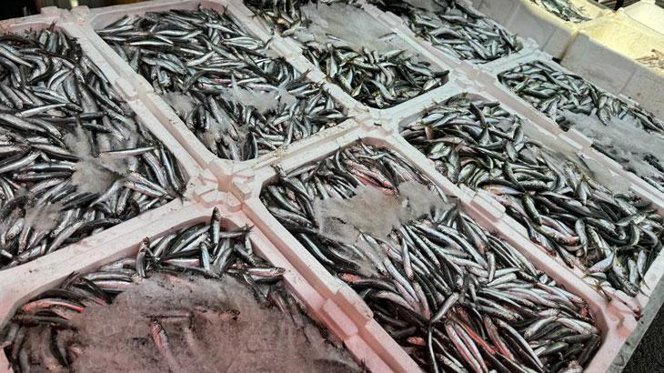 Av yasağına sayılı günler kala balık tezgâhları şenlendi