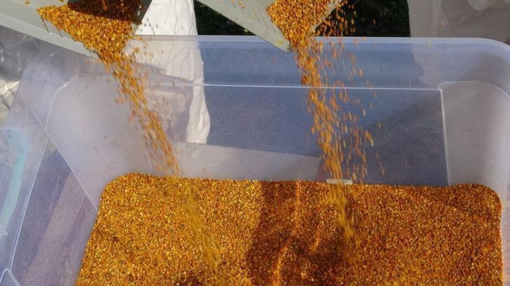 Polende sezonun ilk hasadı başladı: Kilosu bin TL!