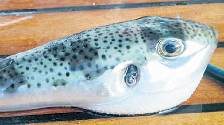 Balon balığı 27 can aldı