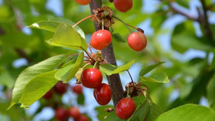 İlk kiraz hasat edildi! Manisa’da üretici umutlu