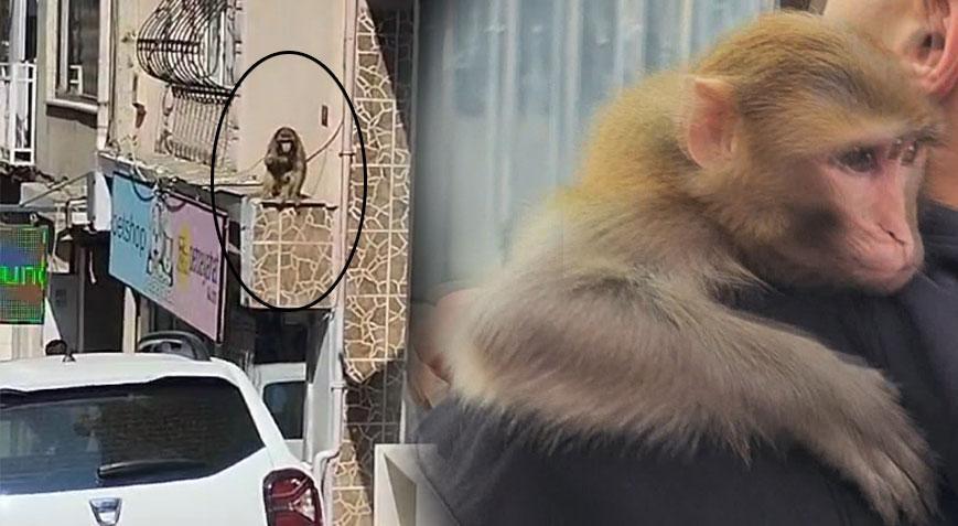 ‘Momo’ yine ortalığı karıştırdı! Binaya tırmandı, mahalleyi peşinden sürükledi