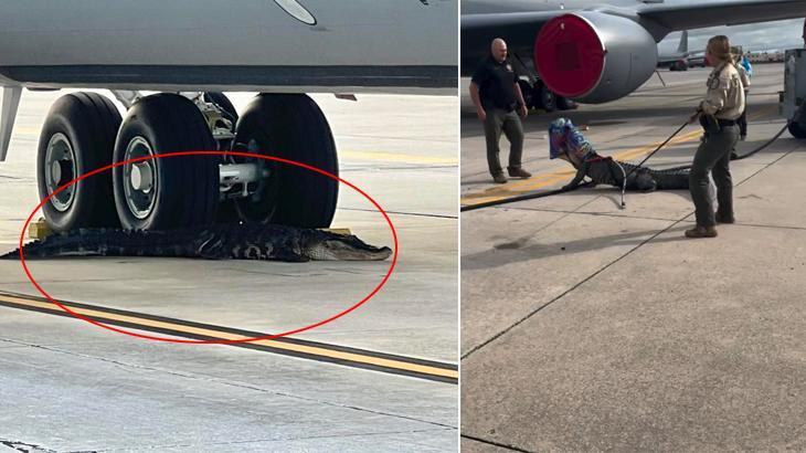 Uçak pistinde timsah alarmı! O anlar kamerada