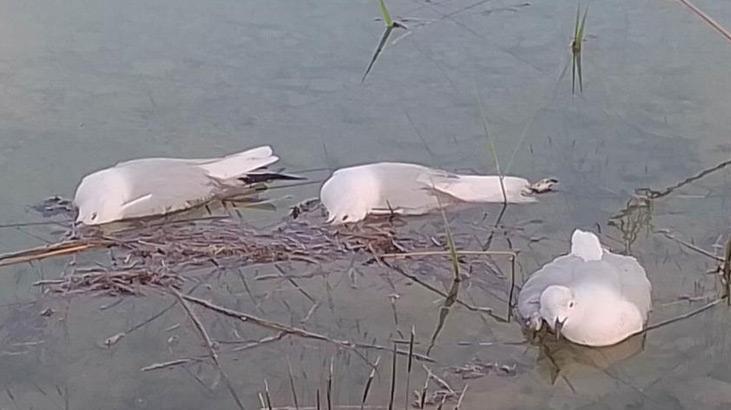 Elazığ’da ‘yalancı veba’ alarmı! İnsanlara bulaşma riski var