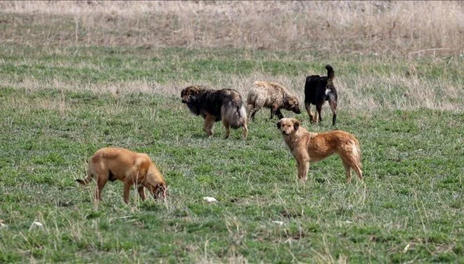 Sokak köpekleri yasası ne zaman çıkacak