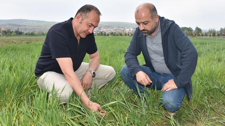 Tarlalarda görülen ‘sarı pas’ hastalığı için ilaçlama önerisi