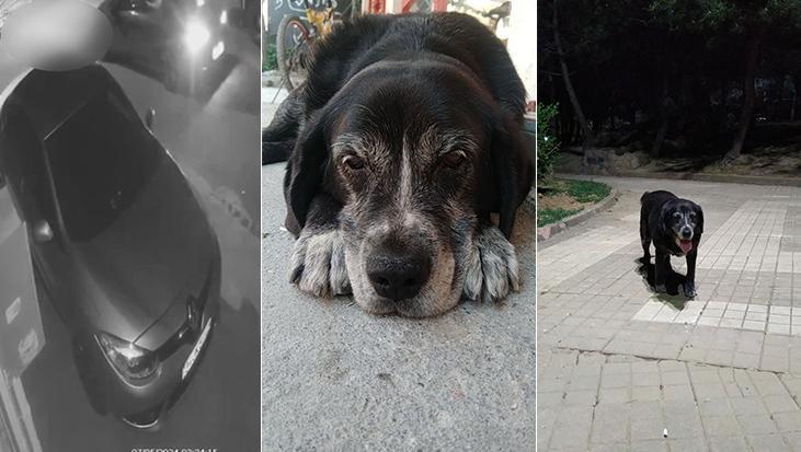 ‘Zeytin’e acımadı! Uyurken ezdi, metrelerce sürükledi