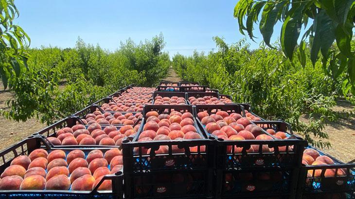 Lapseki şeftalisinde bu yıl 150 bin ton şeftali ve nektarin üretimi bekleniyor