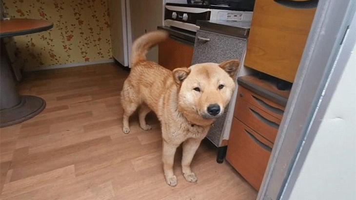 41 gün sonra evini buldu! ‘Hong-min, sen misin?’