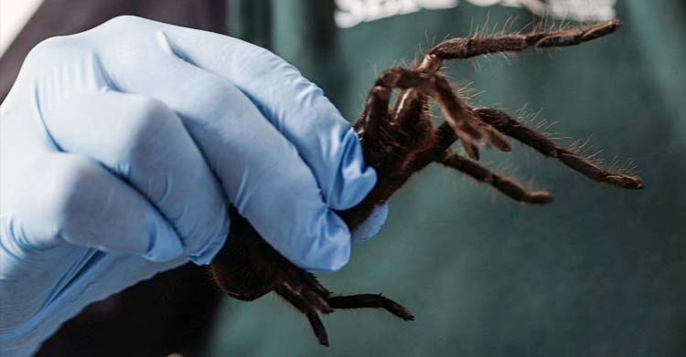 Karnında 300 Tarantula ile Yakalanan Yolcuya Tutuklama