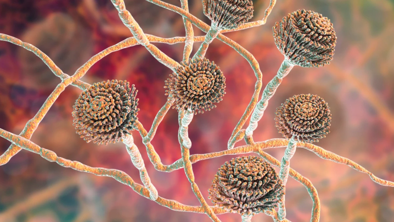 Kanser Tedavisinde Tarihi Mantardan Umut!