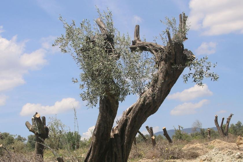 Zeytinliklerde Madenciliğe “Süper İzin”: