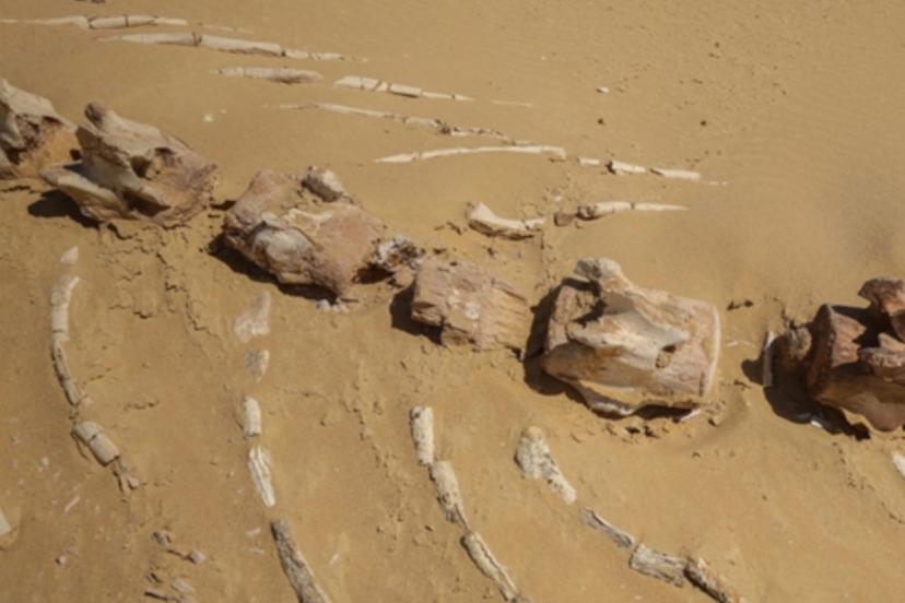 Avustralya Kıyılarında 26 Milyon Yıllık Keskin Dişli Balina Keşfi