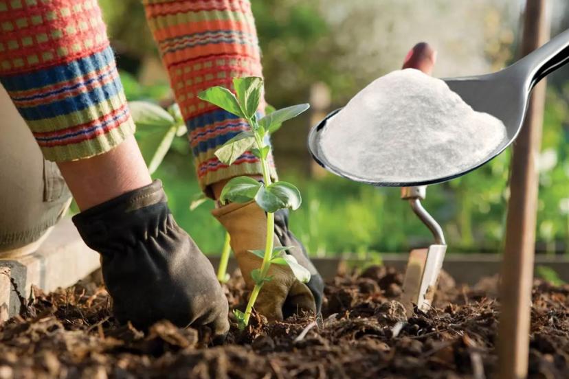 Bakın bahçeye kabartma tozu dökmek ne işe yarıyormuş