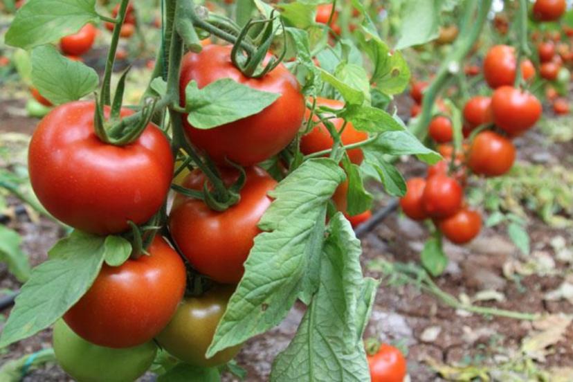 En çok domates üretimi yapan ülkeler belli oldu! Türkiye sıralamasıyla şaşırttı