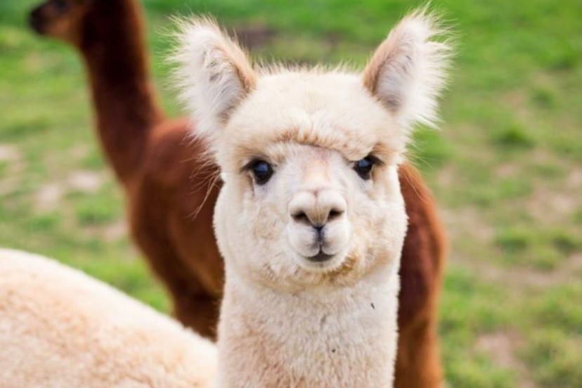 Fransa’dan şizofreni tedavisinde umut ışığı: Lamalar yardımcı olabilir