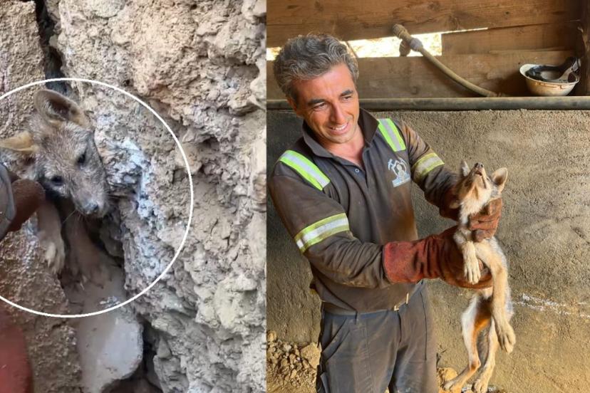 Hakkari’de kaya çatlağına sıkışan tilkiyi işçiler kurtardı