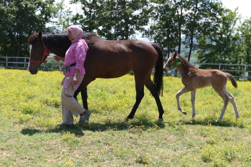 Milyonlarca değere sahip minik taylar kakkında şaşırtıcı gerçekler