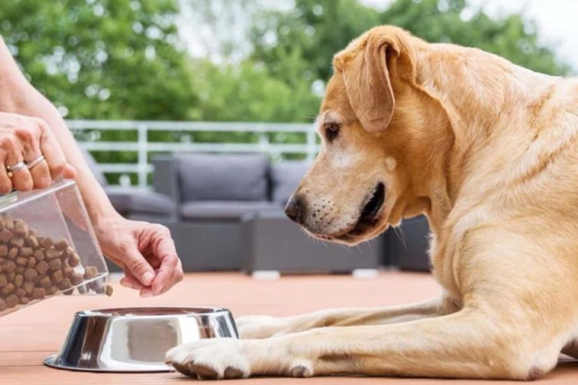 Veteriner uyardı: Evde beslememeniz gereken 5 köpek cinsi