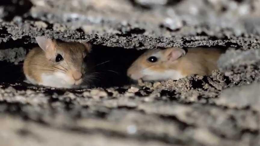 Nesli Tehlikede: Arap Tavşanı Doğal Ortamında Fotoğraflandı