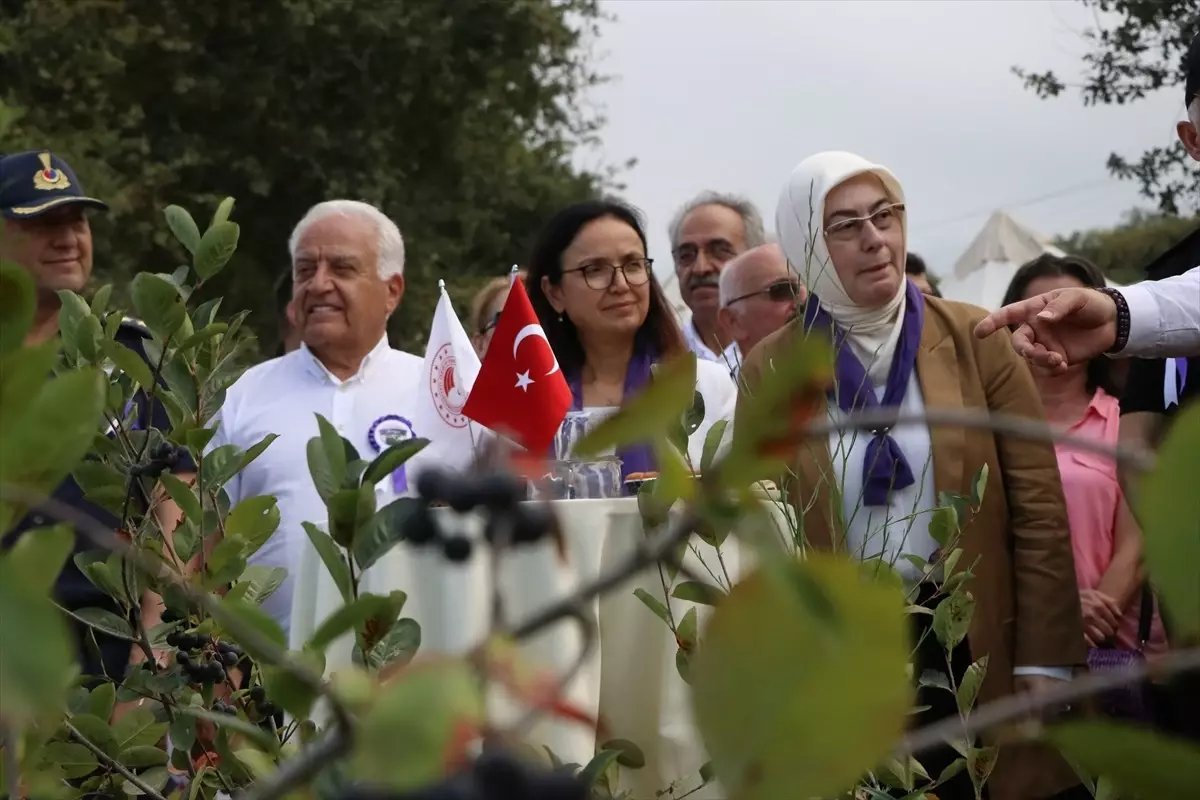 Yalova’da aronya hasadı başladı: 250 ton rekolte bekleniyor