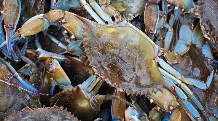 Mavi Yengeç Sektöründe Yenilik: Mehmet Erdoğan’dan Taze ve Canlı Yengeç Garantisi