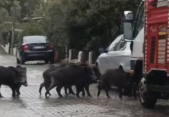 Ayvalık’ta Kuvvetli Yağışlar Aç Kalan Domuzları Şehre İndirdi