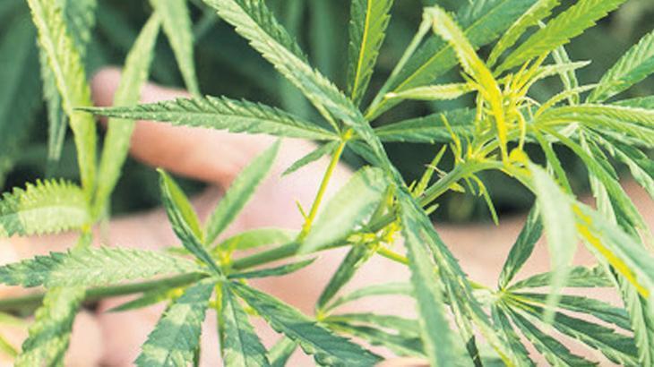 Kenevir Yetiştiriciliğine 21 İl Sınırı