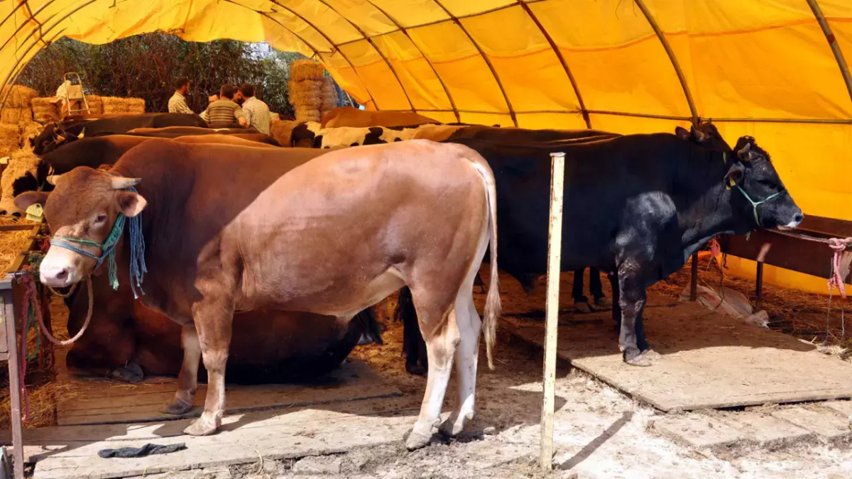 İSTANBUL’DA KURBANLIK ATAĞI: 1800 BÜYÜKBAŞLA PİYASADA RAHATLAMA HEDEFİ