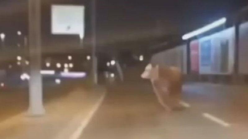 Avcılar’da Boğa Firarı: D-100 Karayolu’nda Trafiğin Ortasında Kaldı!