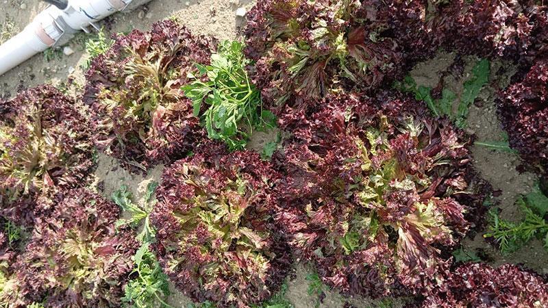 Beypazarı’nda Fırtına ve Dolu Tarım Arazilerini Vurdu