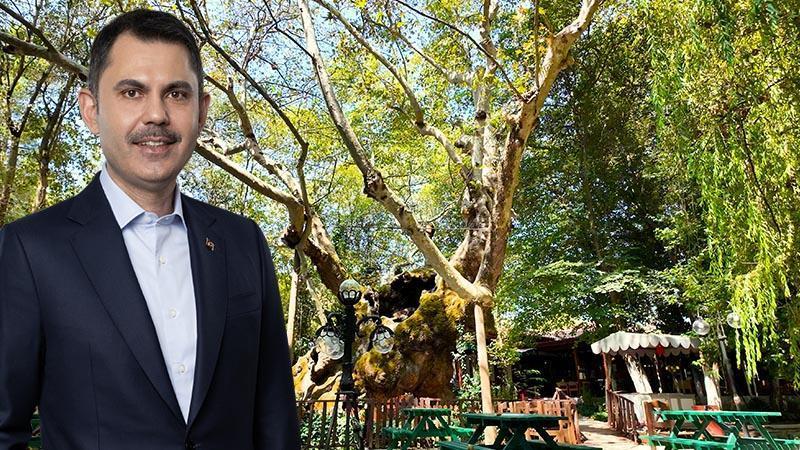 Türkiye’nin Tarihi Mirası Olan Anıt Ağaçlar Korunuyor