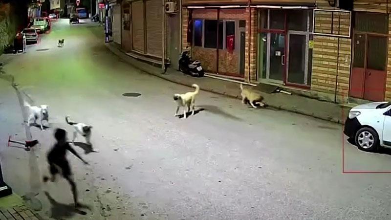 Çamaş Belediyesi sahipsiz köpekleri toplamaya başladı: Peş peşe yaşanan saldırılar sonrası harekete geçildi