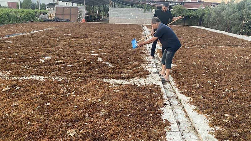 Alaşehir’de üzüm üreticileri TMO’nun alım fiyatından memnun