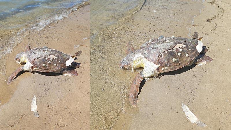Ayvalık’ta sahile vuran caretta caretta ölü bulundu
