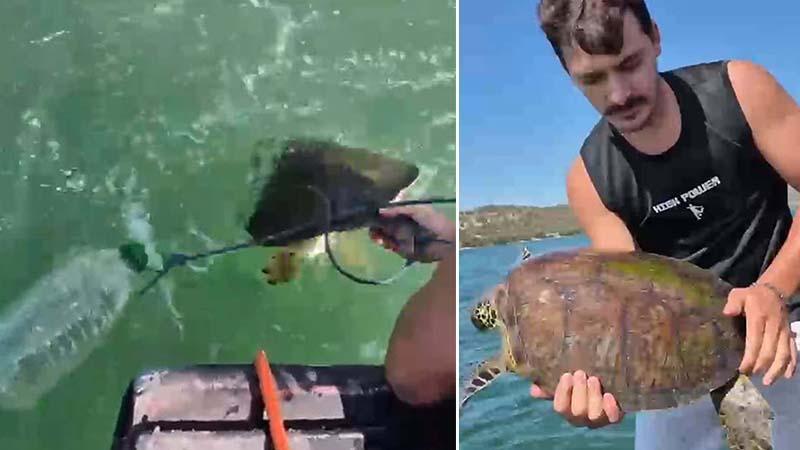 Milas’ta pet şişeye bağlanan caretta caretta kurtarıldı