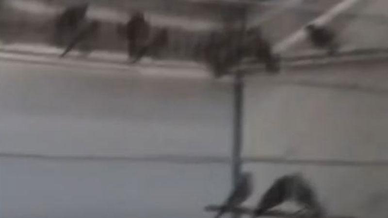 Saka kuşu kaçakçılığına geçit yok: 134 kuş koruma altına alındı
